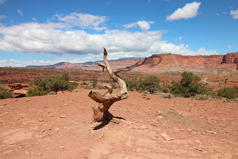 Day 4: May 11, 2019:I'm feeling significantly better today. Drinking all the water.We start off the day with a short 75-mile drive to Capitol Reef National Park. Capitol Reef is my 106th NPS unit and my 17th National Park.