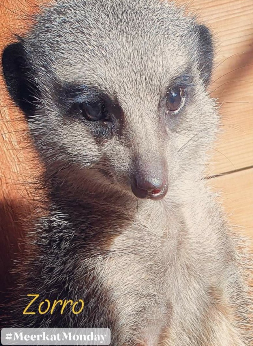 MammyMeerkat's tweet photo. Happy #MeerkatMonday 

#meerkat #zorro #alphamale #MondayMotivation #HappyMonday https://t.co/HFZ7pVEGUL