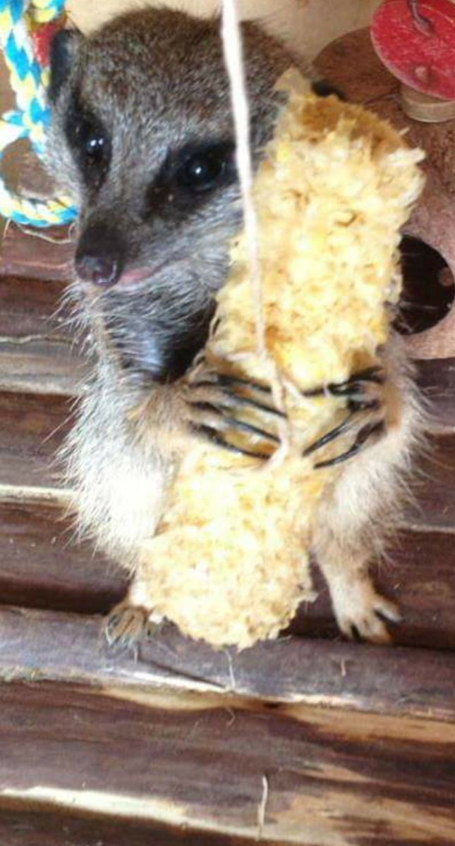 MammyMeerkat's tweet photo. Happy #MeerkatMonday 

#meerkat #zorro #alphamale #MondayMotivation #HappyMonday https://t.co/HFZ7pVEGUL