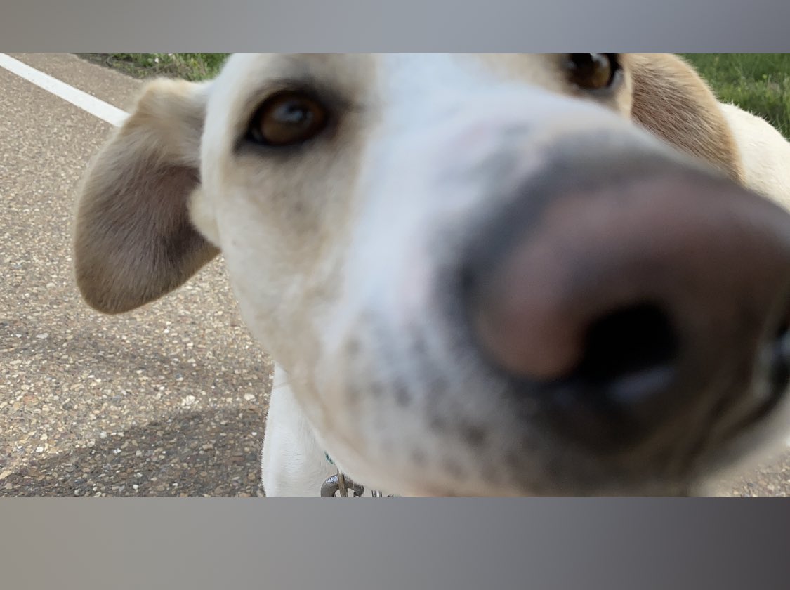 javi_mcp's tweet photo. Hola!! Soy Berta,soy una más de los muchos abandonados y pasaba por aquí para deciros que estoy buscando una casita en la que me quieran, si quieres saber más de mí podéis poneros en contacto con mis amigos humanos en @Batallon_Merida y recordad siempre #NoCompresAdopta https://t.co/zeZ47MT2V9