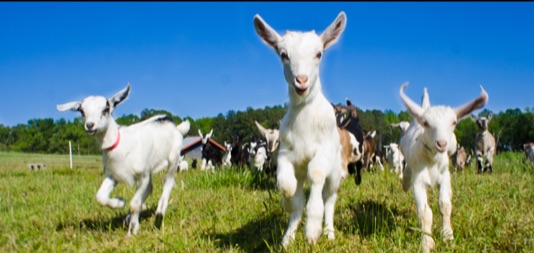 Orrman's Cheese Shop tweet media