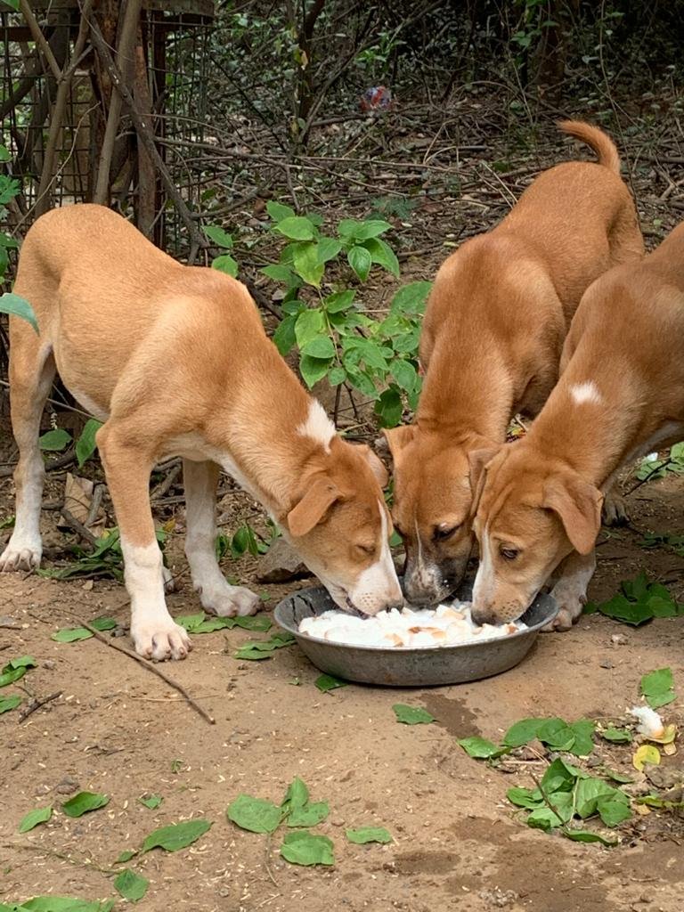 Mohit Chauhan tweet media