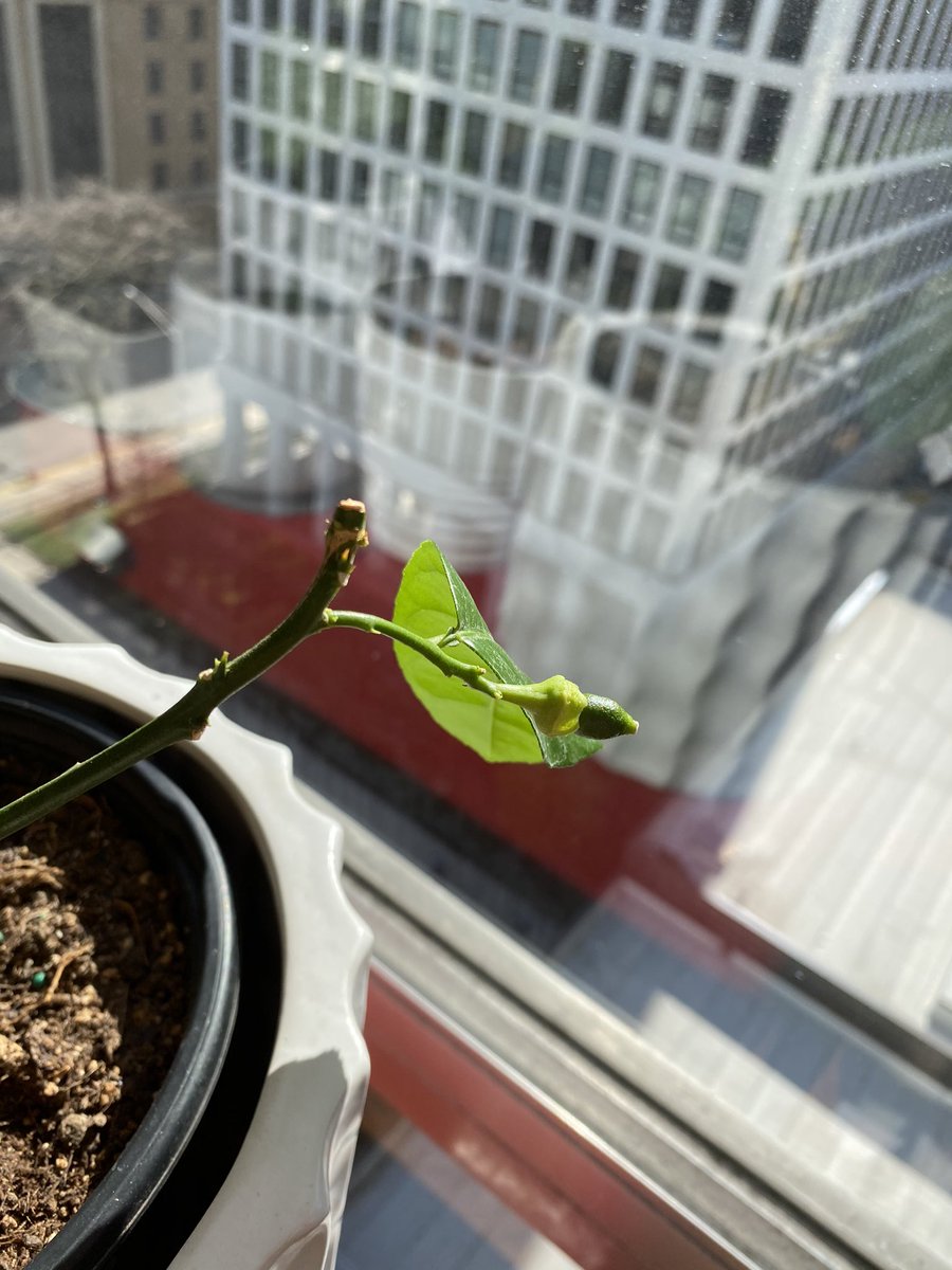 One itty bitty baby Meyer Lemon grows in Chicago