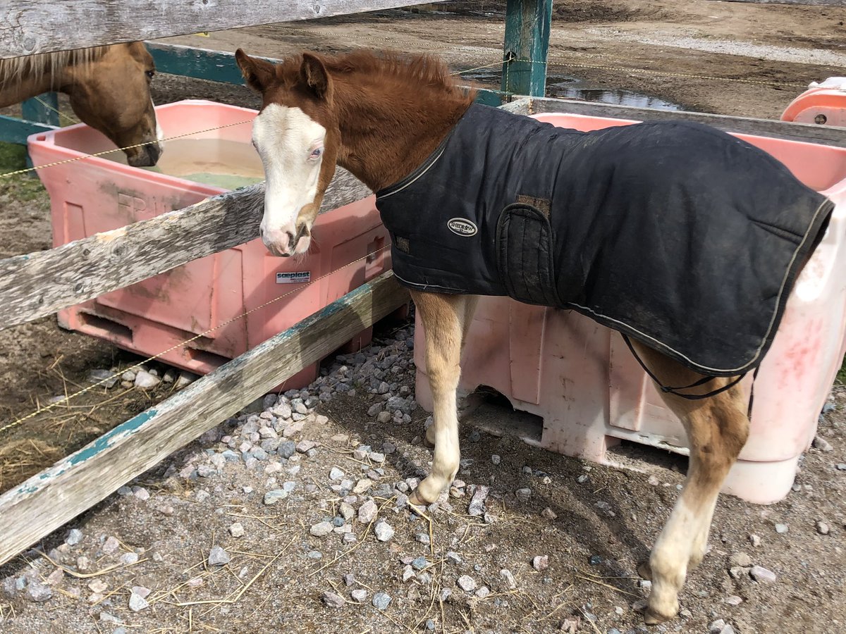 LaversDominique's tweet image. Baby Fiona :). Growing like a bad weed #petsofmun