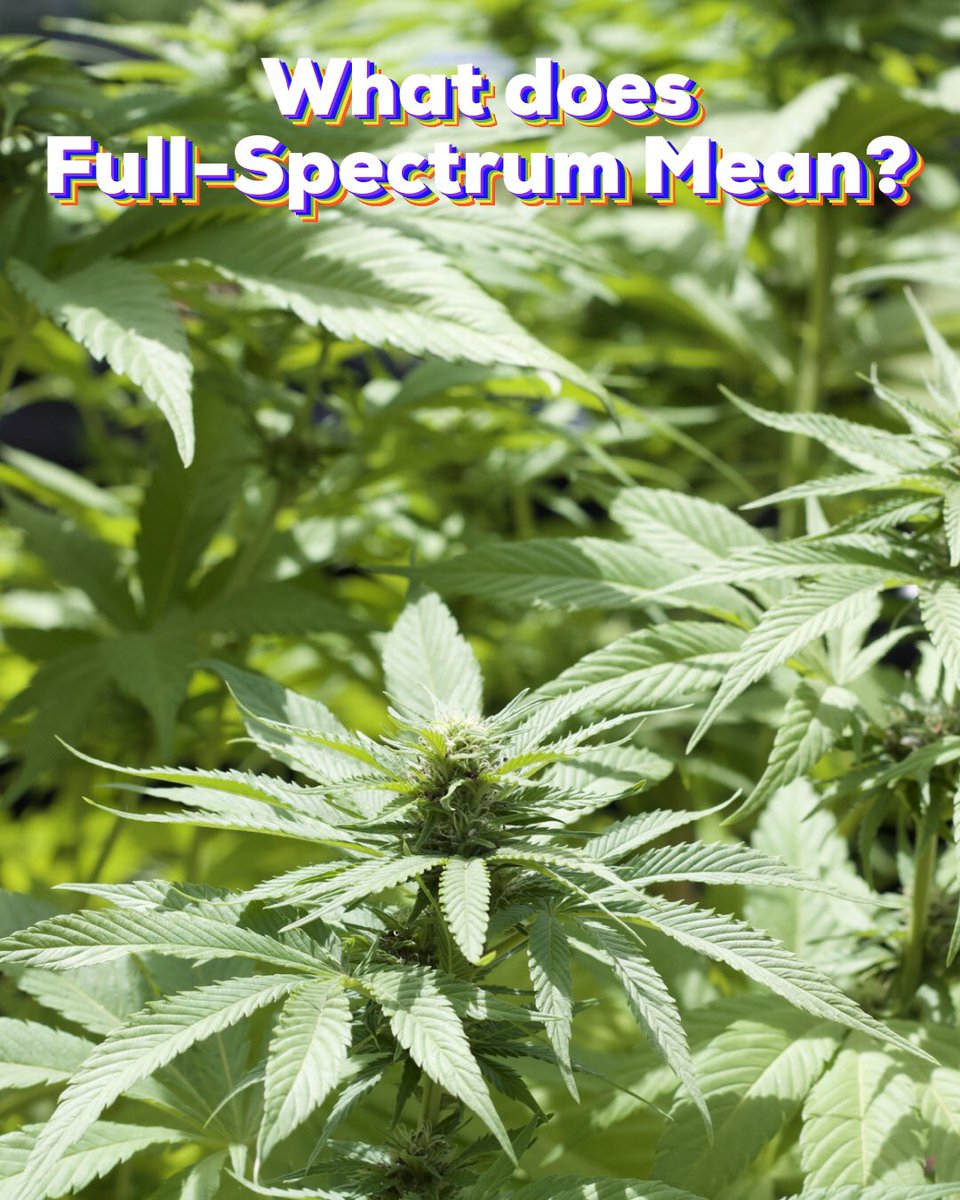 purblend's tweet photo. What does Full-Spectrum Mean?
In its raw form, each cannabis cultivar has its own unique cannabinoid and terpene profile that, among other compounds, contributes to their therapeutic effects. Visit our website for the full free blog &amp; to learn more. 💜 https://t.co/rKoGIoZhOi https://t.co/cQXwWLhvm4
