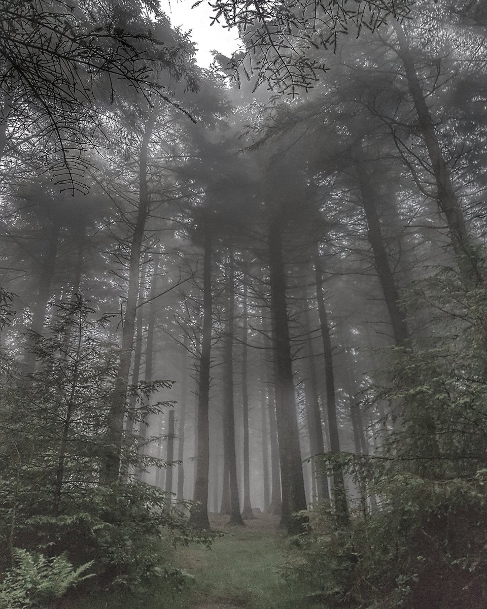 A misty morning walk on Beacon Fell a little while ago.
#forestofbowland #beaconfell #lancashire