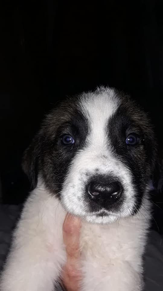 LaAnimales's tweet photo. Se regala cachorro mastin de dos meses, lo tiene una mujer que vive en la calle por favor no puede hacerse cargo de el. Esta en Camas, pañoleta, quien lo quiera que me avise, gente responsable. 674520986 https://t.co/vadqXR5PhY