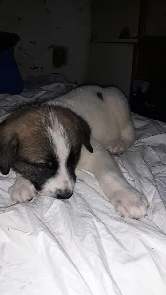 LaAnimales's tweet photo. Se regala cachorro mastin de dos meses, lo tiene una mujer que vive en la calle por favor no puede hacerse cargo de el. Esta en Camas, pañoleta, quien lo quiera que me avise, gente responsable. 674520986 https://t.co/vadqXR5PhY