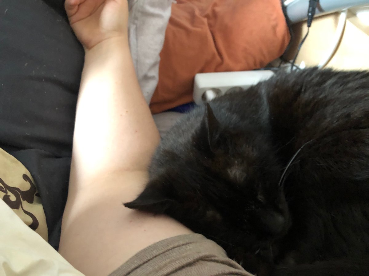 sorsha22's tweet photo. I love my cat 😻 #CatsOfTwitter #Caturday #cats #Katze #katzentwitter #TabbyTroop #Petlander https://t.co/JS3XXXRNyw