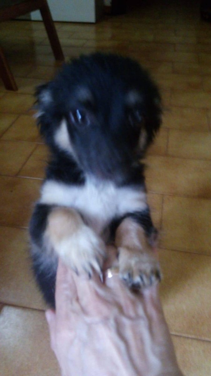 LaAnimales's tweet photo. PERRITO ENCONTRADO EN UN PUEBLO DE SEVILLA ES MUY PEQUEÑO Y LLORA MUCHO POR FAVOR NECESITA UNA ACOGIDA RÁPIDO TELÉFONO Tiene 2 meses o así
 667235399
 Lo Tiran a la calle https://t.co/UWbpvHLuBH