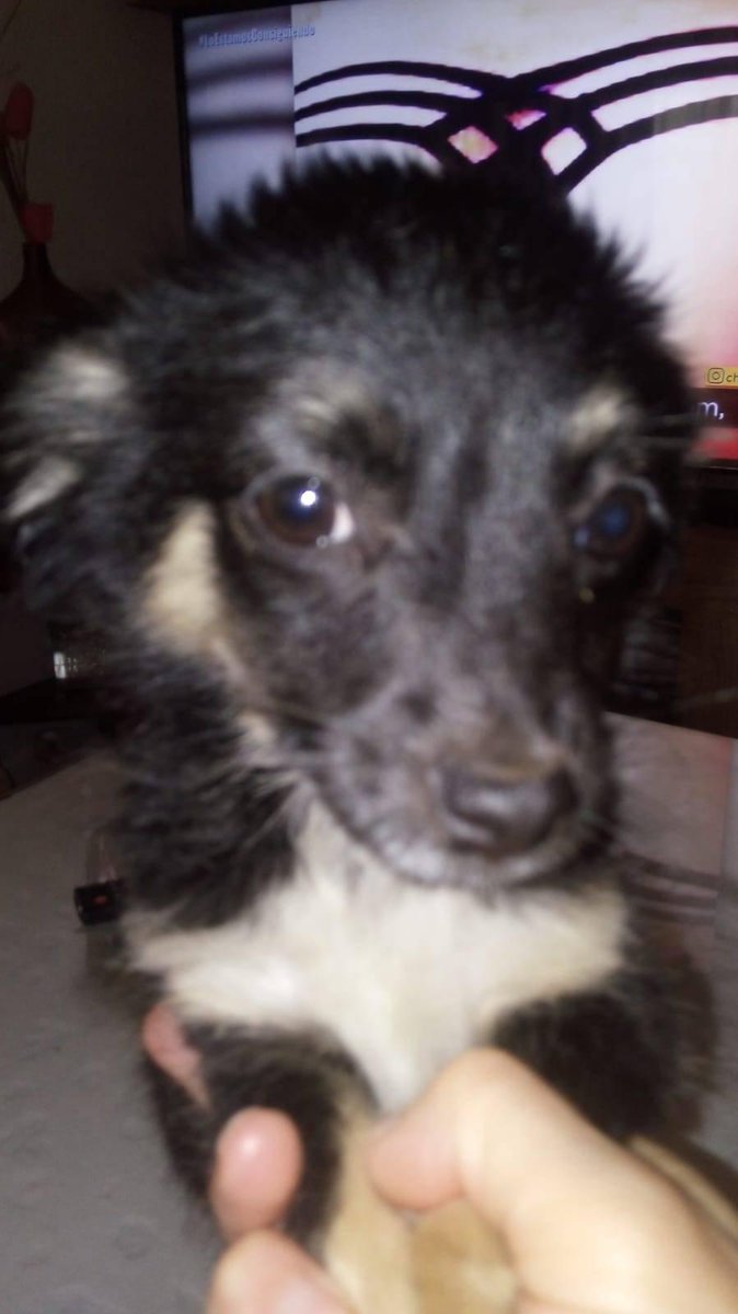 LaAnimales's tweet photo. PERRITO ENCONTRADO EN UN PUEBLO DE SEVILLA ES MUY PEQUEÑO Y LLORA MUCHO POR FAVOR NECESITA UNA ACOGIDA RÁPIDO TELÉFONO Tiene 2 meses o así
 667235399
 Lo Tiran a la calle https://t.co/UWbpvHLuBH