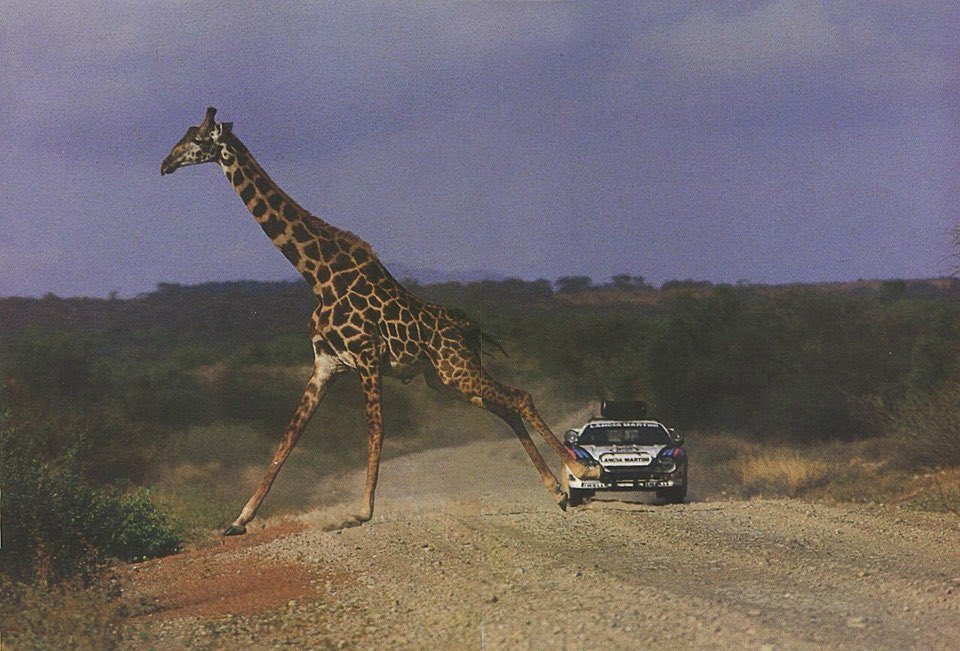 Lancia 037 #SafariRally 🦒