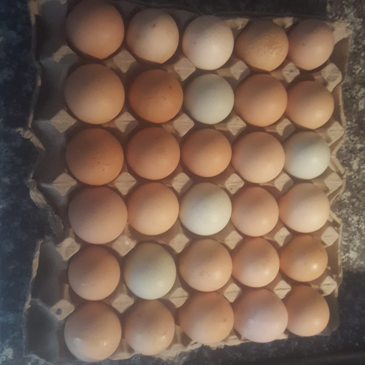 NaturalezaPatri's tweet photo. Huevos de gallinas alimentadas con residuos de frutas, verduras. Maiz. Y propoleo. 👩🏻‍🌾🥚 #MIfinca ¿Quién dijo yo? https://t.co/uuFHK6mXK7 al alimentarse sin concentrado, evitamos que estos químicos vayan al suelo y lo deterioren. #InfoMiFinca https://t.co/hcjQ2EgR4a