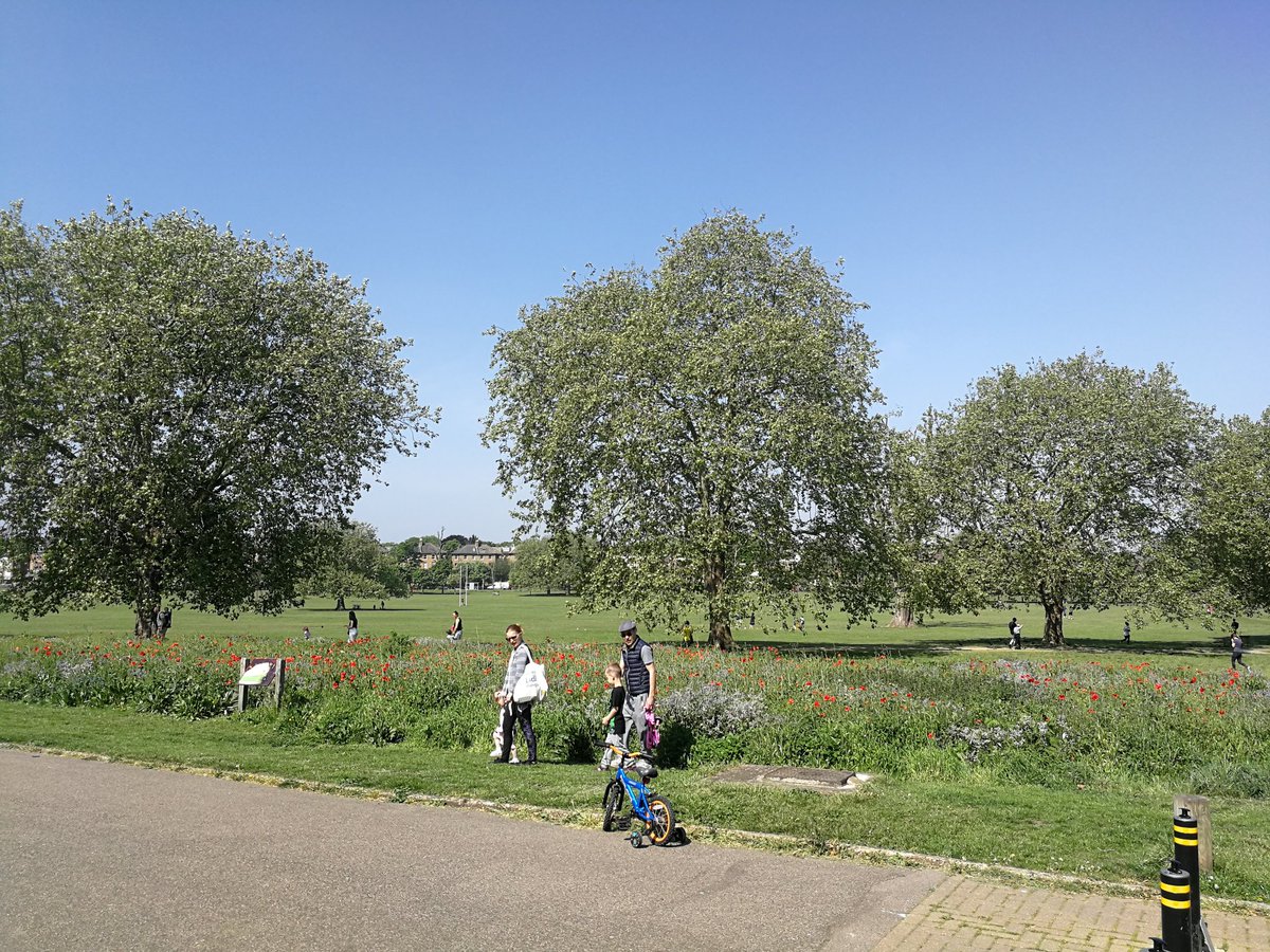 joedisco77's tweet photo. I can't think of a good reason why the wildflower gardens in #peckhamrye park couldn't be doubled in size. People and wildlife love them (house sparrows seen feeding in them recently, plus 🦋&amp;🐝). What say you @PeckhamRyePark @lb_southwark? #peckhamryepark https://t.co/pHKIRS2xjs