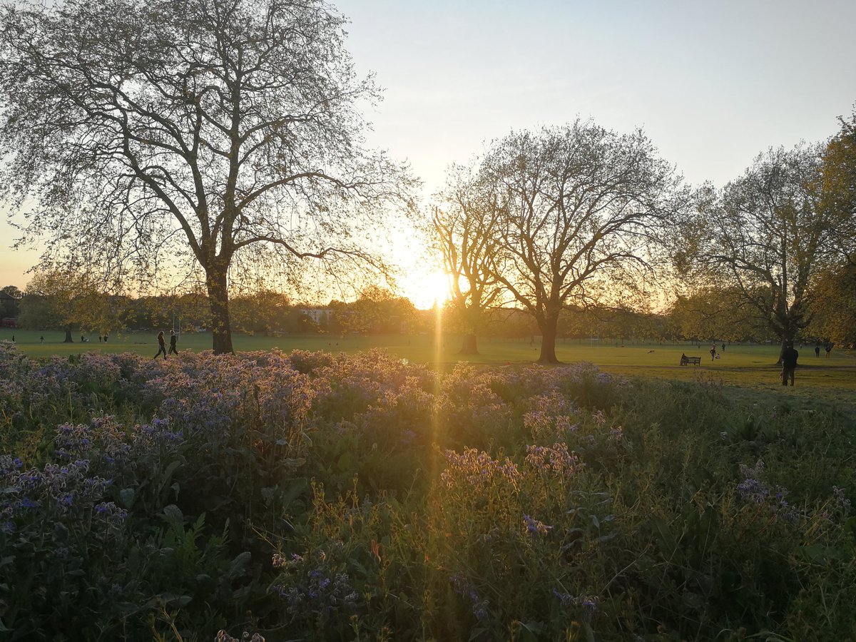 joedisco77's tweet photo. I can't think of a good reason why the wildflower gardens in #peckhamrye park couldn't be doubled in size. People and wildlife love them (house sparrows seen feeding in them recently, plus 🦋&amp;🐝). What say you @PeckhamRyePark @lb_southwark? #peckhamryepark https://t.co/pHKIRS2xjs