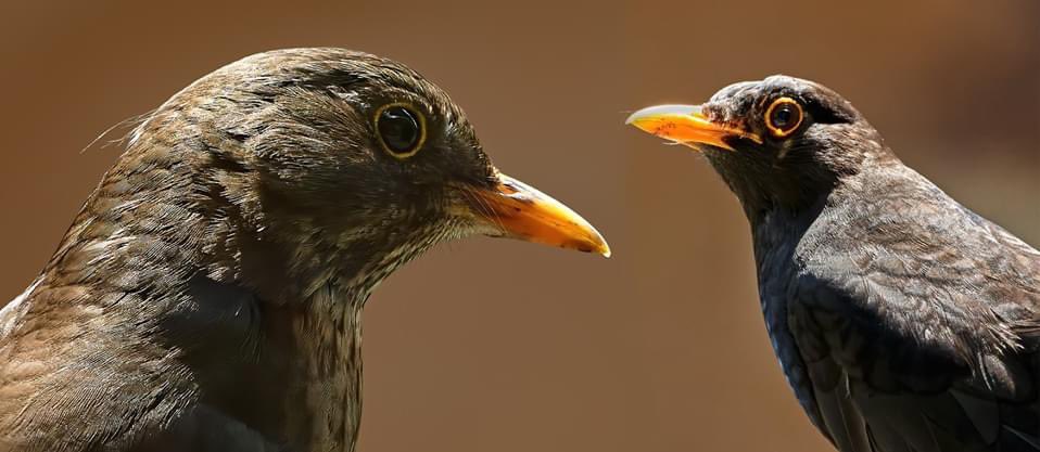 davidpackman's tweet image. Male and female blackbird our daily visitors for feeding.