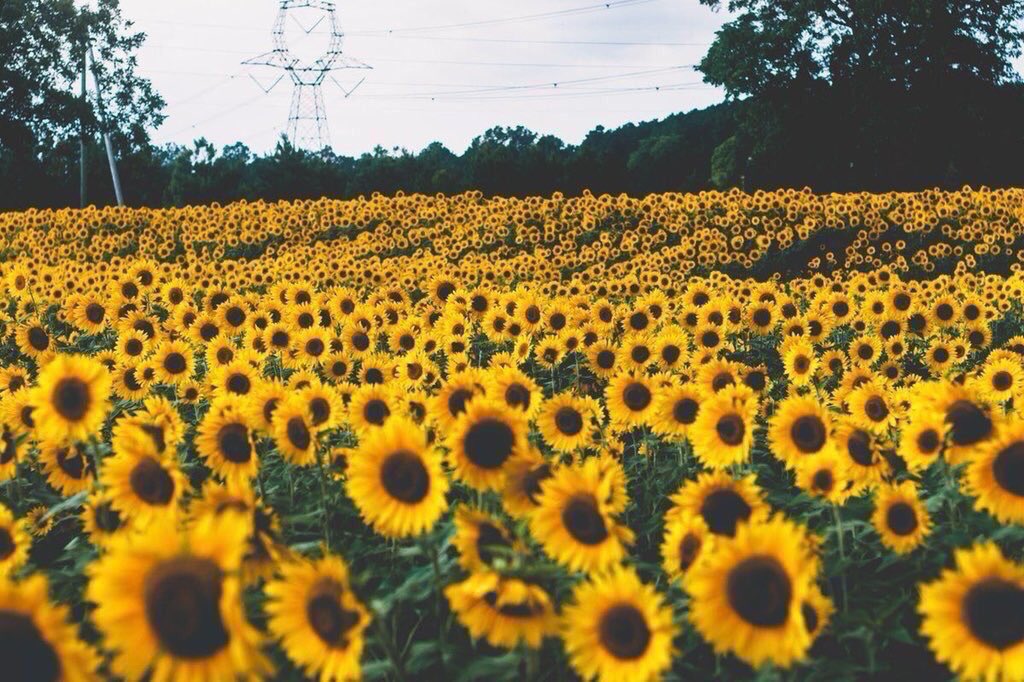 sunflowerlust's tweet photo. Stop and smell the ˢᵘⁿᶠˡᵒʷᵉʳˢ 🌻 https://t.co/6XLVZcdEGA