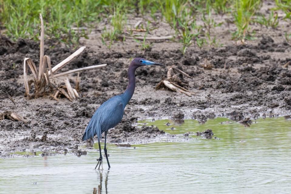 GBRTrust's tweet photo. World Migratory Bird Day is celebrated every May 9th. In honor of this special day, here are some recent pictures of birds from our Plum Creek Wetlands Preserve (PCWP) in Caldwell County. Pictures courtesy of Carlos Fiol. https://t.co/YKlkQqsdMd