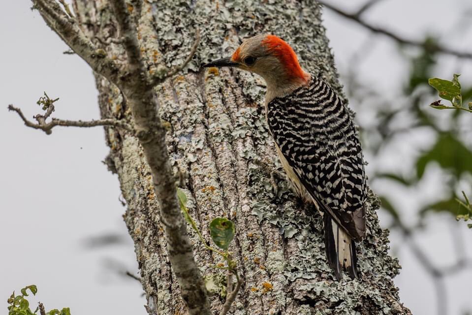 GBRTrust's tweet photo. World Migratory Bird Day is celebrated every May 9th. In honor of this special day, here are some recent pictures of birds from our Plum Creek Wetlands Preserve (PCWP) in Caldwell County. Pictures courtesy of Carlos Fiol. https://t.co/YKlkQqsdMd