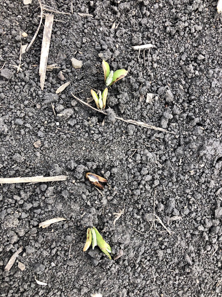 AshleyStorby's tweet photo. Encouraged by what I’ve seen thus far looking at beans near Austin &amp; Claremont. The most damage I came across was in a relatively low area, 10 dead plants in 1/1000th an acre. https://t.co/IFSkq7BClK