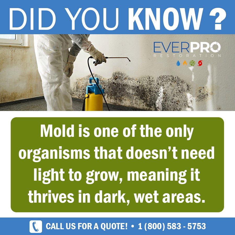 everprosofla's tweet photo. The more you know, the better! 🦠

Contact us for a quote!

📲 1 (800) 583 5753

💻 https://t.co/Pqe6qpMqRL

#everprorestoration #moldremediation #moldassessment #waterdamage #waterproofing #firedamage #sanitizing #deepcleaning #covid19 #coronavirus #harmfulvirus #mold #bacteria https://t.co/46qYO3q11S