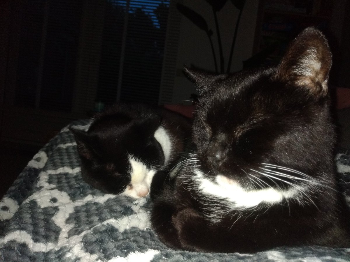 kimidaqu's tweet photo. @mbootsman Hier Gijs en Molly https://t.co/JLF3ZT6448