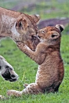 zazafontaine42's tweet photo. The love of a mother💚 https://t.co/Xi4hep2kUB