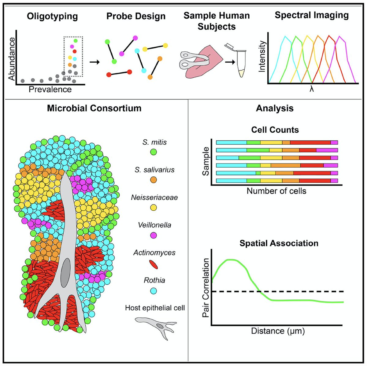 HarvardMSI's tweet photo. How microbes are spatially organized is a fundamental question in microbial ecology about which little is known. Work from the lab of Gary Borisy permits inferences about community dynamics and oral mixrobial ecology.

https://t.co/K0JkjqPfCf https://t.co/rcggYxr6wu