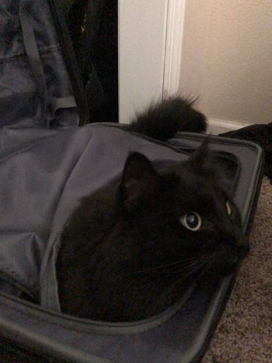 RoyaHellbender's tweet photo. Horatio decided that this suitcase is what he wanted to take a nap in. Ok then. #cats #suitcasecat https://t.co/AzBCtvsjYN