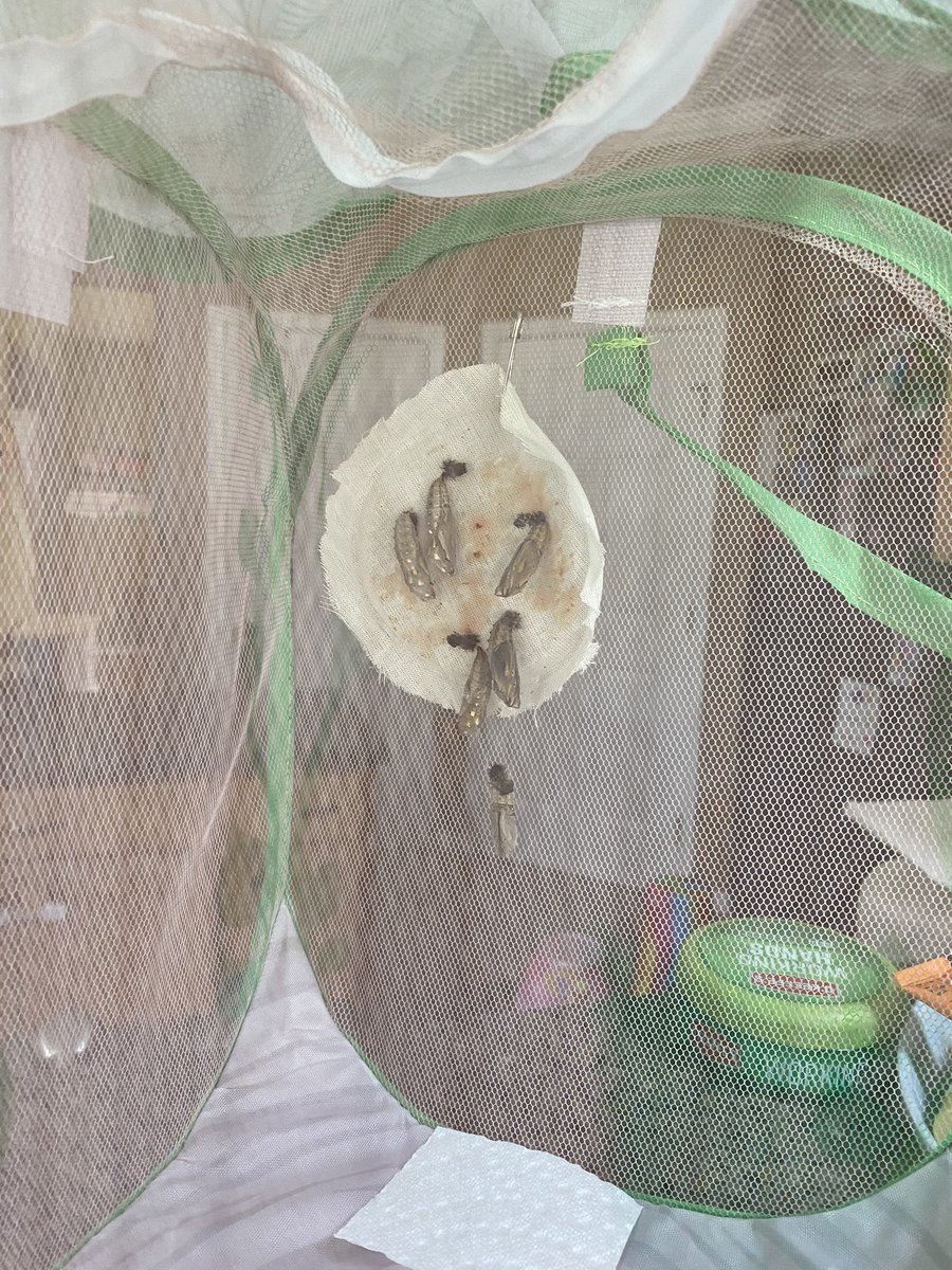 Six chrysalises successfully moved to the Butterfly Bungalow! 🐛🦋 #kindergartenathome #preschoolathome