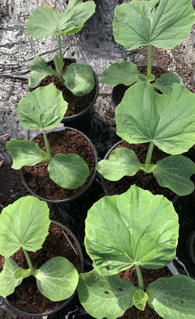 Orange genetics taking in good weather🌤 Hard to believe they start out so small and turn into giants of the garden #Gardenshour