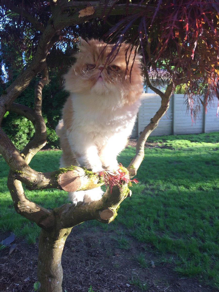 DoveLewis's tweet photo. When Bishop the #cat was straining to urinate, he was brought to us where he was found to have a urinary obstruction. Soon after, we were able to remove the blockage, and after a bit of R&amp;R, he was able to go home. Now he's back to enjoying life 💚🐱 #TreatingPetsLikeFamily https://t.co/SicK8mQcj6