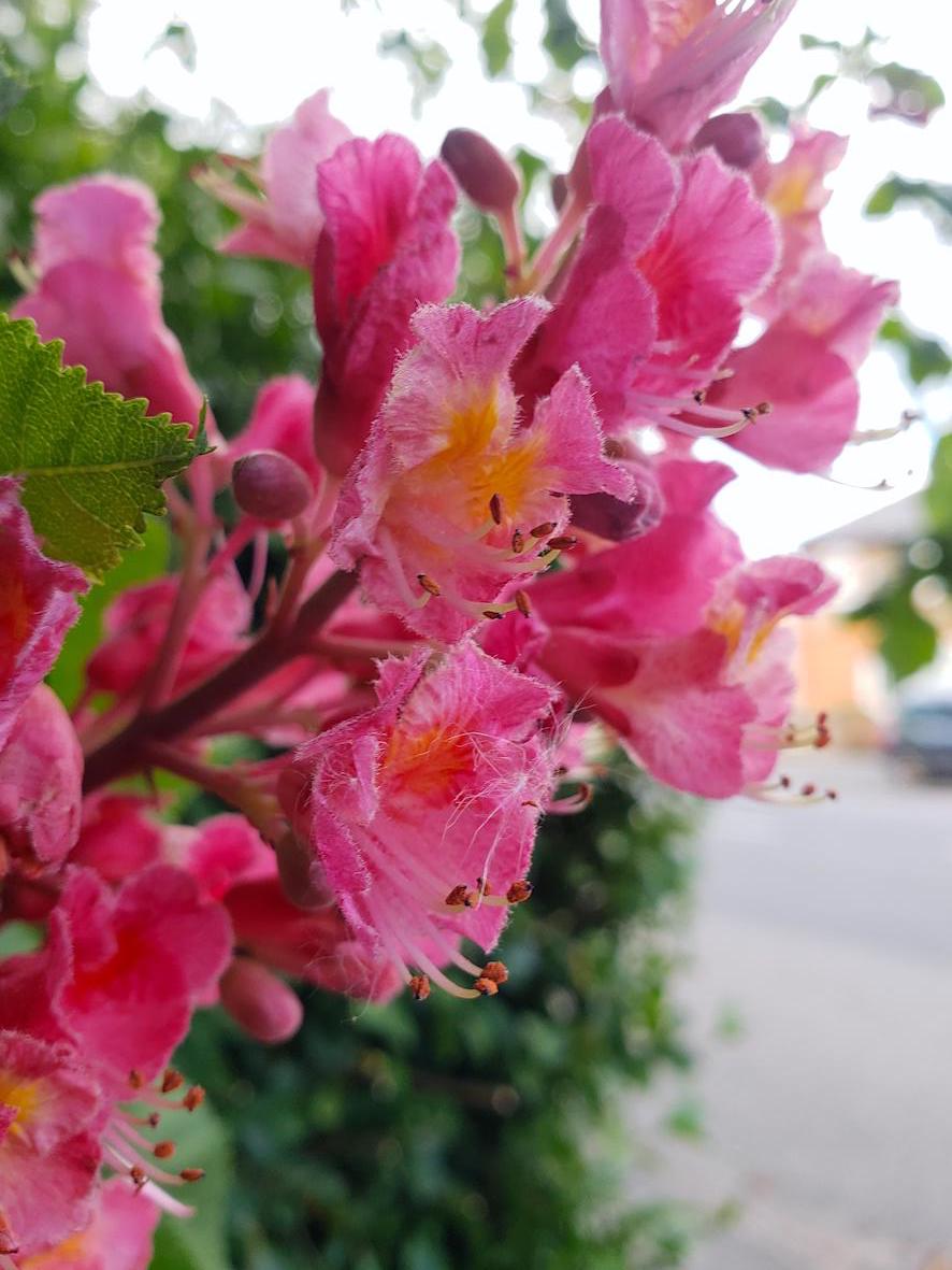 SaveStreetTrees's tweet photo. The gorgeous blossoms of the red (we'd call it pink 🤭) #horsechestnut are in full swing at the moment. This beauty is on Towcester Road, #Northampton. #BeauTREEful #treehug #saveourstreettrees #streettrees #urbantrees https://t.co/2qKuuFl1GP