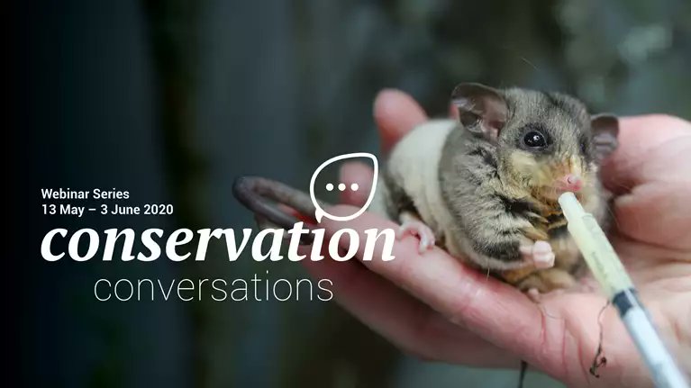 drmparrott's tweet photo. Tune in tomorrow night for a special free webinar from Zoos Victoria - #Conservation Conversations!  Darcie Carruthers, &amp; I will be talking about the amazing #MountainPygmyPossum &amp; Bogong Moth, &amp; how we can all help them 💚 @ZoosVictoria  #scicomm #wildoz 
https://t.co/8Ec2TapaFz https://t.co/vLODw3irAF