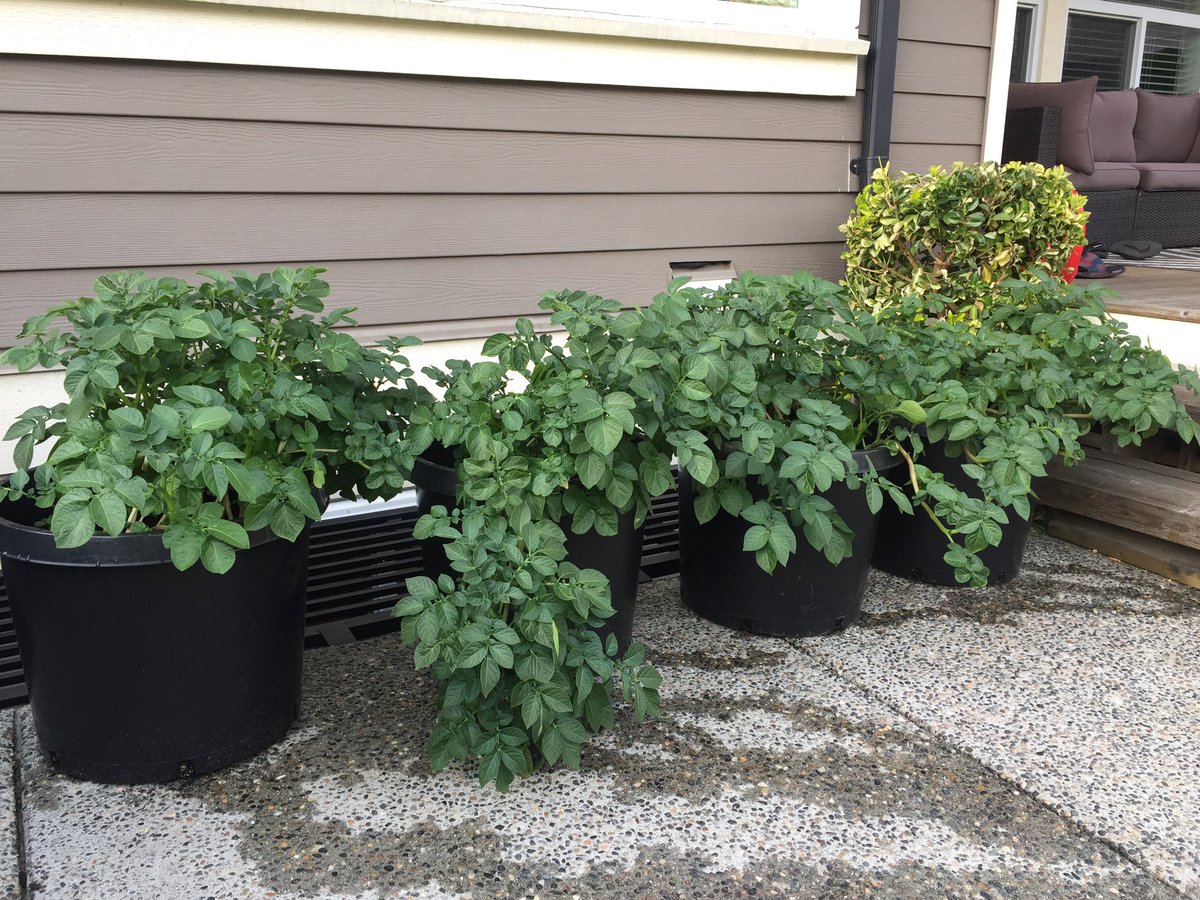 CHKindies's tweet photo. It seems I forgot to post a progress pic last week.. ๐คฆ๐ผโโ๏ธ Check out the potatoes now! So big and green and leafy! @bcaitc #SpudsInTubs #9WeeksOld #LearningFromHome #GrowingFromHome https://t.co/nirl70c81J