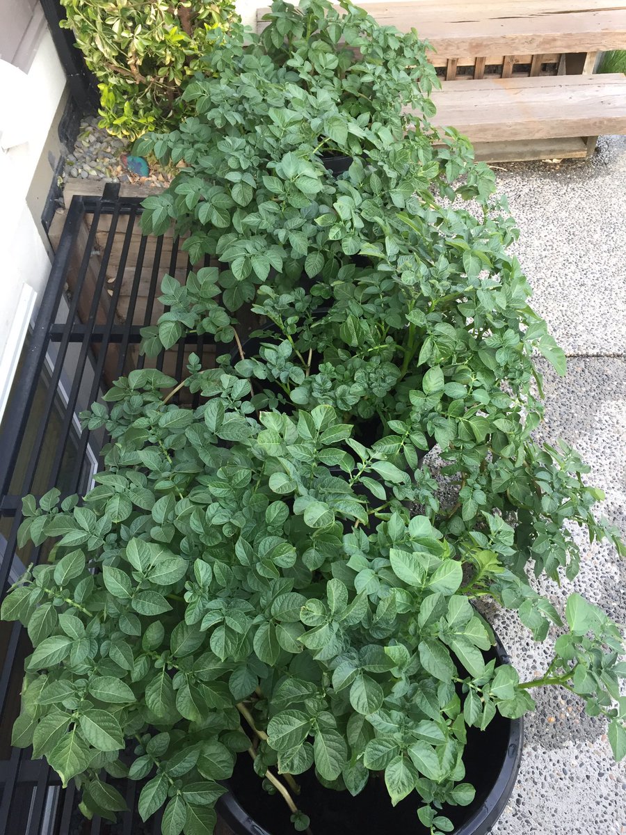 CHKindies's tweet photo. It seems I forgot to post a progress pic last week.. ๐คฆ๐ผโโ๏ธ Check out the potatoes now! So big and green and leafy! @bcaitc #SpudsInTubs #9WeeksOld #LearningFromHome #GrowingFromHome https://t.co/nirl70c81J
