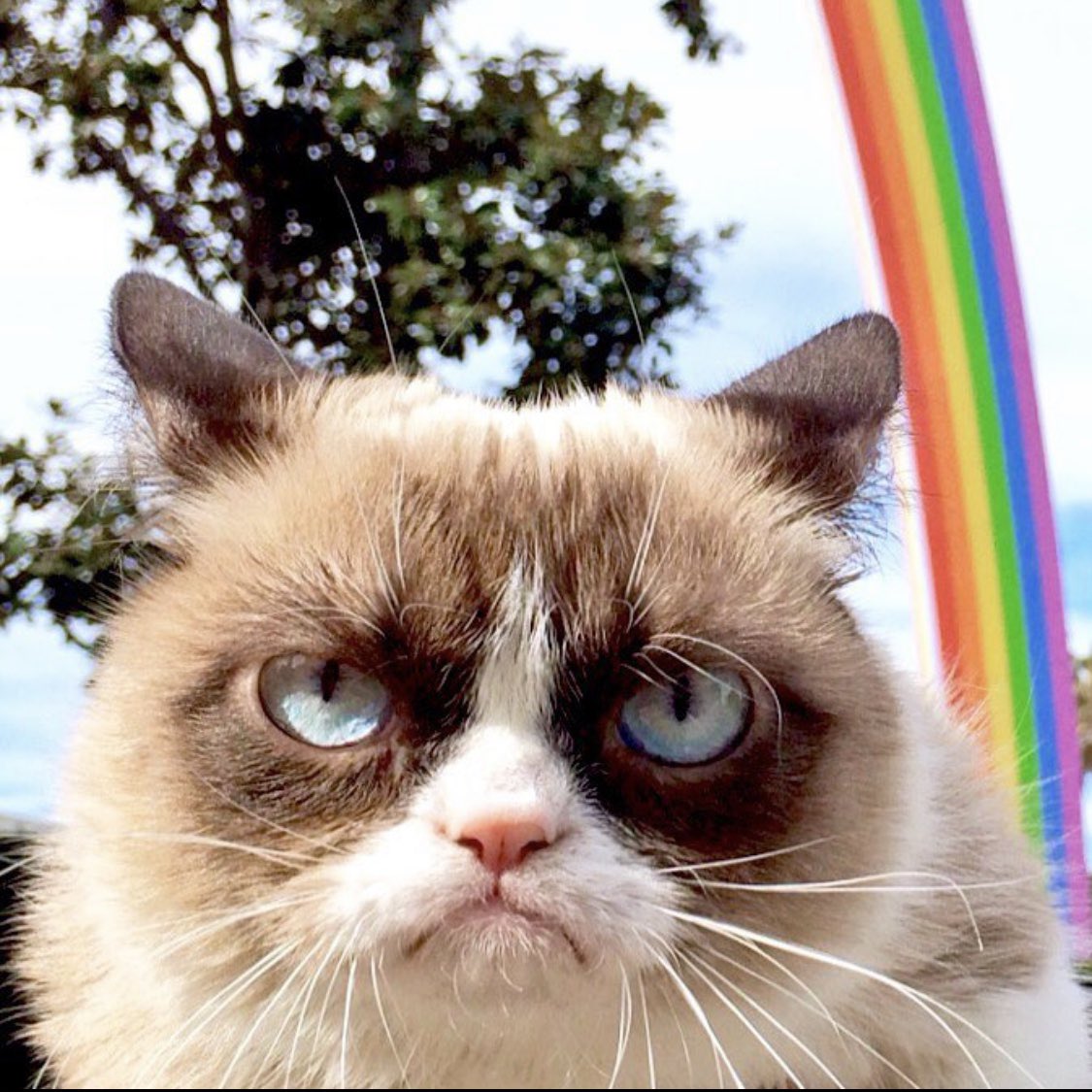 RealGrumpyCat's tweet photo. π π https://t.co/qdQrmUdWpi