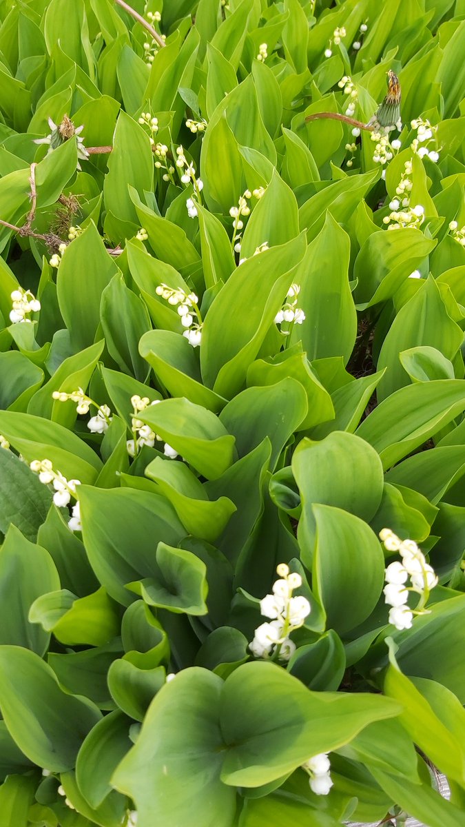 vthepotato's tweet photo. Finally reached 5 ⭐ star status. And discovered I have Lily of the Valley in my garden IRL #acnh #lilyofthevalley #flowers #5starisland https://t.co/FZ7kmX9llC