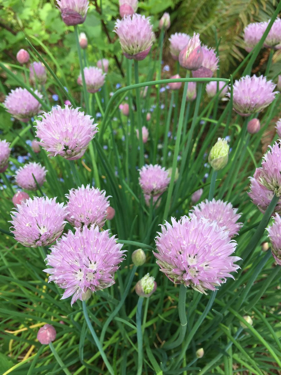 artkitty's tweet photo. Garden chives 🌱 https://t.co/oJxtcS985y