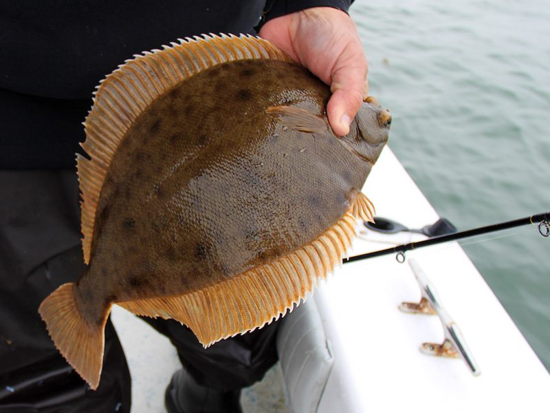 chmcguire's tweet photo. Turns out 'lemon sole' is Massachusetts fish market speak for winter flounder (ya know, what fishermen call blackbacks &amp; biologists call pseudopleuronectes americanus) Its no wonder consumers are confused by fish labeling. My family called it delicious! #eatlocalfish https://t.co/Os4XQ6QHAm
