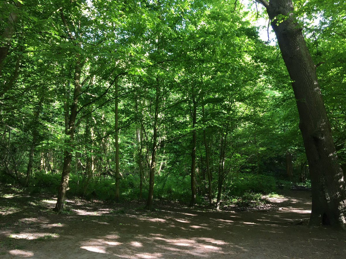 Lovely evening walk tonight 🌳husband was in shorts and a T-shirt, I had my big coat, hat and scarf... that sunshine is not as warm as it looks ☀️🥶#activehour #NationalWalkingMonth #walkthismay @ActiveCheshire