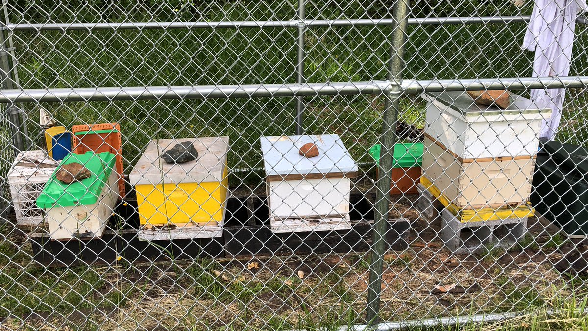 We caught a swarm by the stadium! We are back up to 4 hives! <a href="/MonticelloHigh/">Monticello High</a> <a href="/c1maloney/">Cara Maloney</a> <a href="/RickVrhovac/">Rick Vrhovac</a>