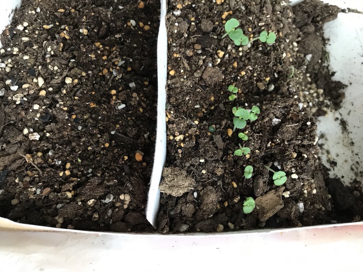 柘植文 4 6月に単行本3冊発売 もう片方からも芽が出た 写真だとよくわかんないな