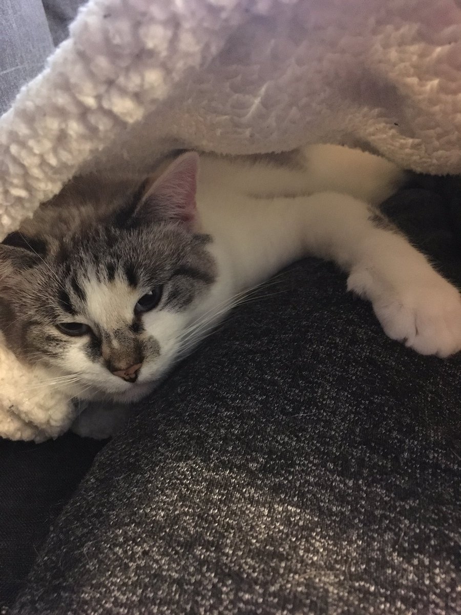 classy_sash's tweet photo. I’m a koala. And Parent’s leg. Is the tree. https://t.co/MEoAqL3jhq