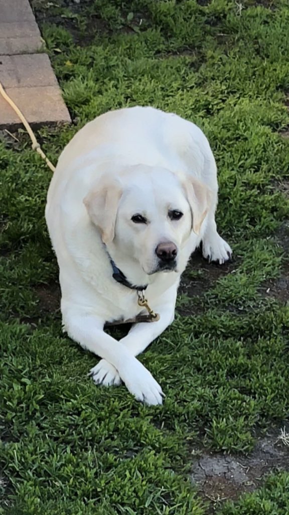 We’ve been getting a lot of High School graduation announcements in the mail lately so Scout insisted on taking her Senior Pictures today and told me to make sure and get it posted 🤷‍♂️