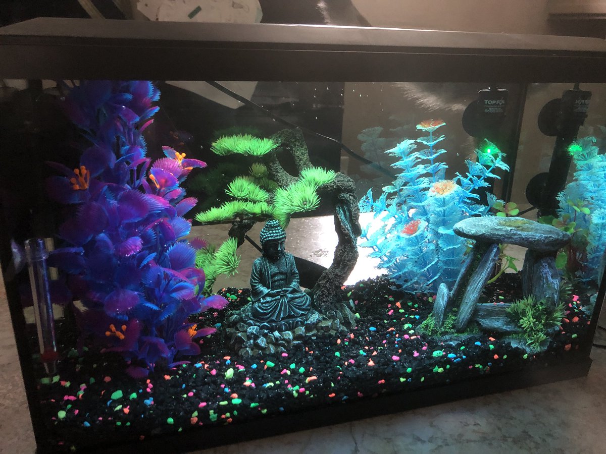 Chris_Walker77's tweet photo. Kelsey has been worried about our cat having anxiety, and she read that Beta fish can help comfort her. Well.. 1 hour later and this is my situation... https://t.co/zMXIWDN2dn