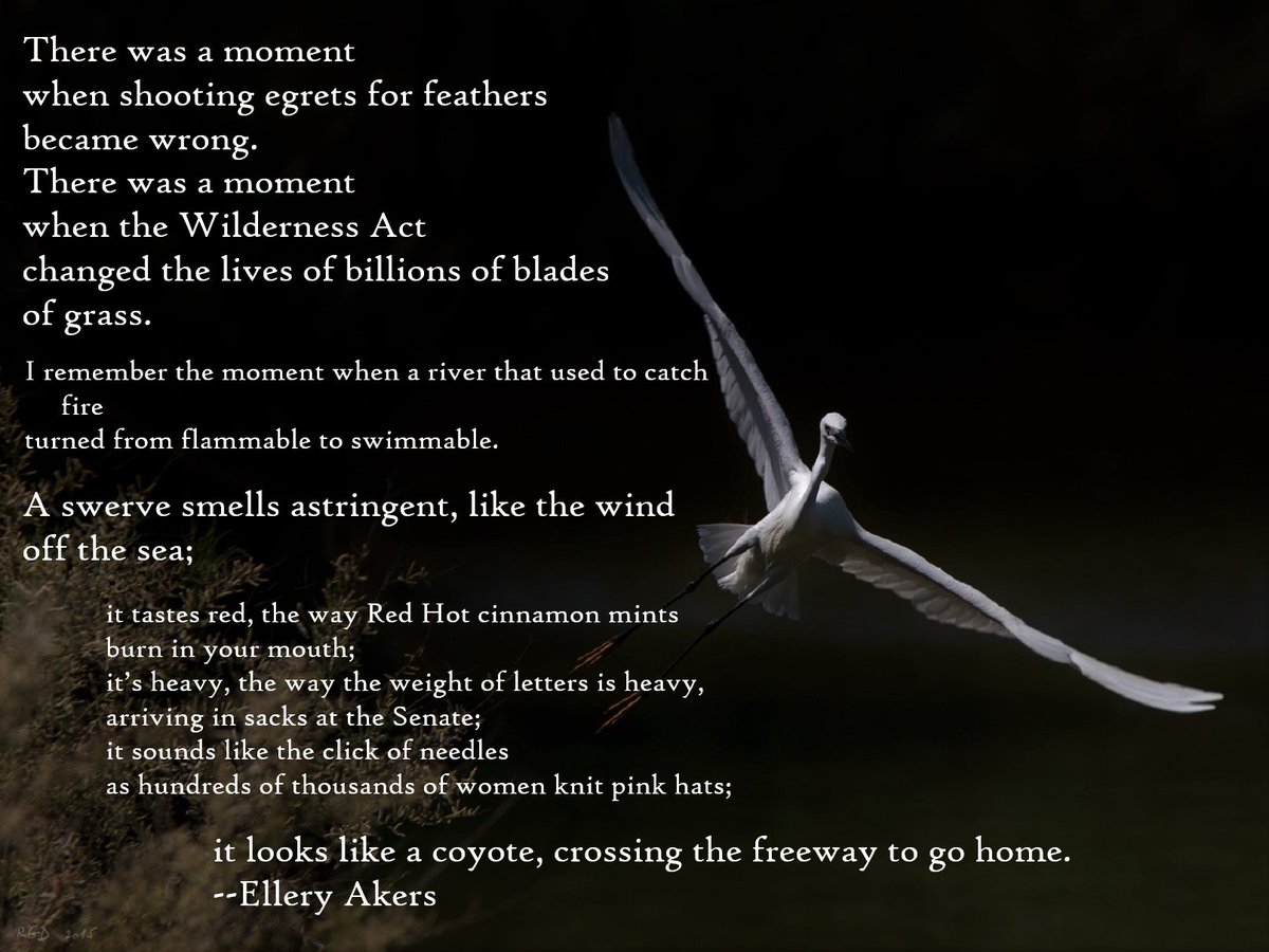 CCLNorthshoreMA's tweet photo. A beautiful poem by Ellery Akers on turning. Do we have the courage it takes? https://t.co/0vq3YsXO9c

#buildbackbetter #MAclimatestrong #poetry #egret #climatechange #courage The New York Times https://t.co/kVY1oe3EGT