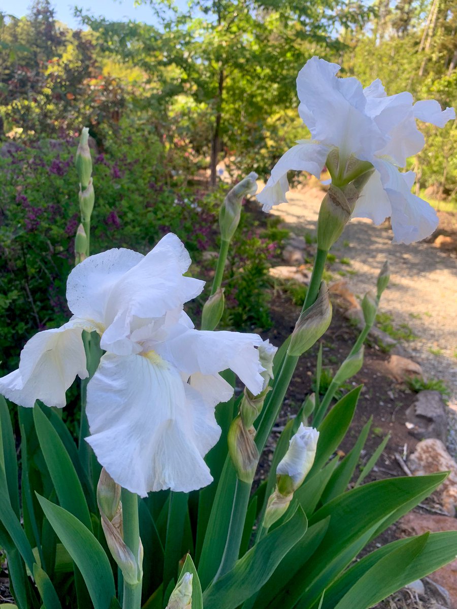 那須の長楽寺 白あやめor白菖蒲 乾燥地に元気に咲いています