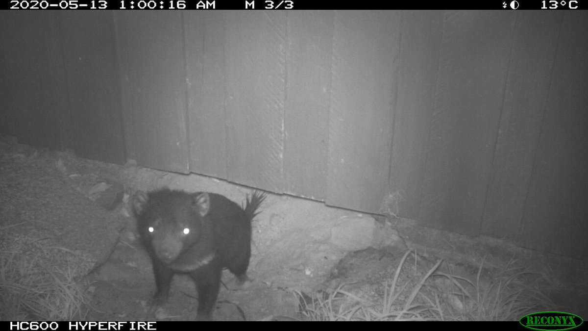 Last nights action -A quoll drive-by & the devil returns!