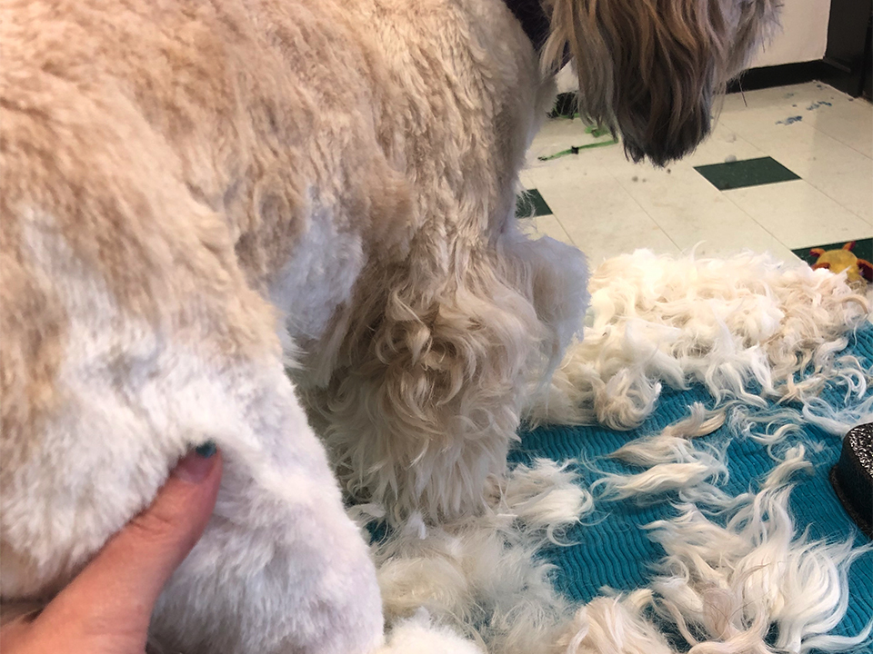 A tail of two cities: SF's dog groomers reopen, while Oakland's say ongoing shutdown endangers dogs hoodline.com/2020/05/a-tail… by @colazioneAroma